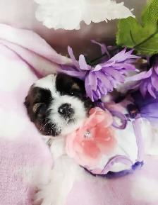 ❤️ PUREBRED SHIH TZU PUPPIES ❤️ - Photo 3