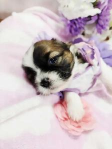 ❤️ PUREBRED SHIH TZU PUPPIES ❤️ - Photo 4