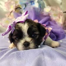 ❤️ PUREBRED SHIH TZU PUPPIES ❤️ - Photo 5