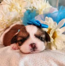 ❤️ PUREBRED SHIH TZU PUPPIES ❤️ - Photo 6