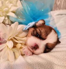 ❤️ PUREBRED SHIH TZU PUPPIES ❤️ - Photo 7