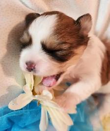 ❤️ PUREBRED SHIH TZU PUPPIES ❤️ - Photo 8