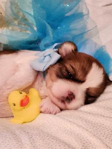 ❤️ PUREBRED SHIH TZU PUPPIES ❤️ - Photo 9