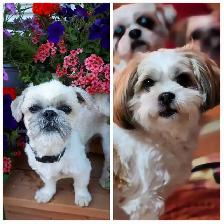 ❤️ PUREBRED SHIH TZU PUPPIES ❤️ - Photo 10
