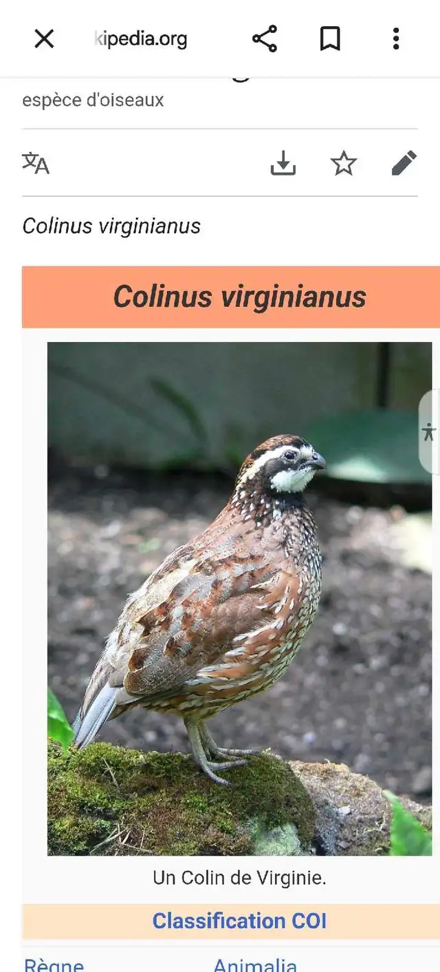 Recherche Colin de Virginie (oiseaux)