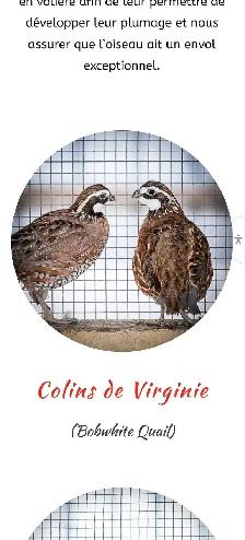 Recherche Colin de Virginie (oiseaux) - Photo 2