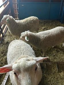 Ram lambs for sale