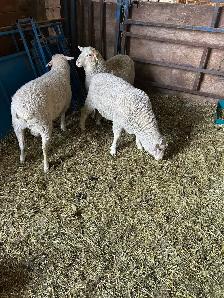 Ram lambs for sale - Photo 2