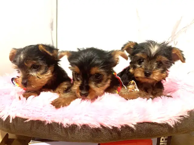 yorkshire terrier