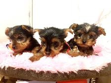 yorkshire terrier