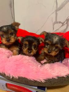yorkshire terrier - Photo 2