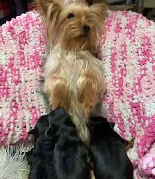 yorkshire terrier - Photo 3