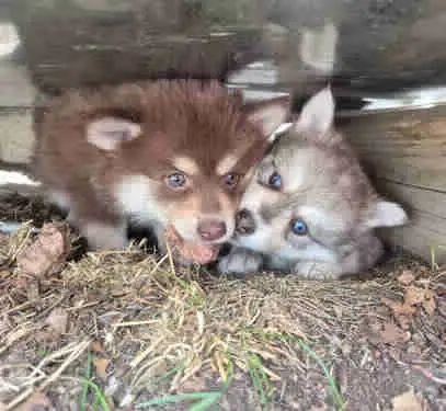 Pomsky pups