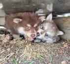 Pomsky pups