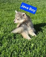 Pomsky pups - Photo 2
