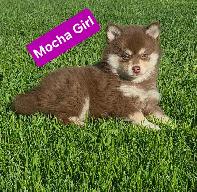 Pomsky pups - Photo 3