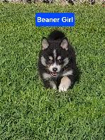 Pomsky pups - Photo 4