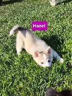 Pomsky pups - Photo 5