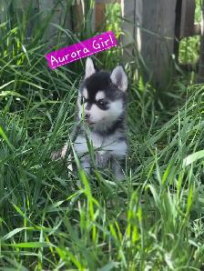 Pomsky pups - Photo 6