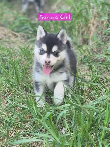Pomsky pups - Photo 7