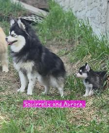 Pomsky pups - Photo 8