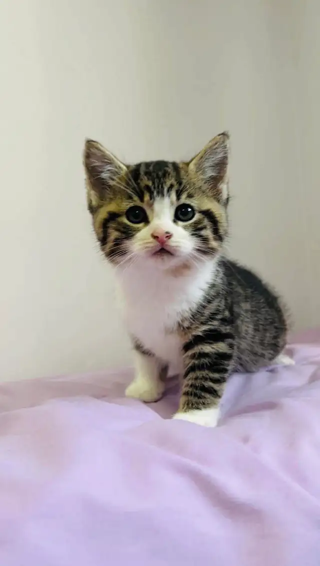 beautiful baby male and female kittens