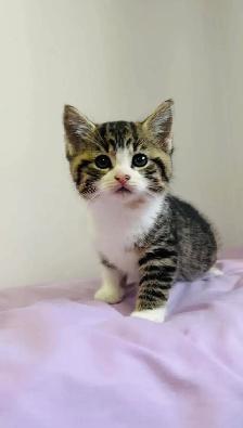beautiful baby male and female kittens - Photo 2