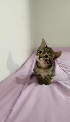 beautiful baby male and female kittens - Photo 5
