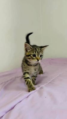 beautiful baby male and female kittens - Photo 6