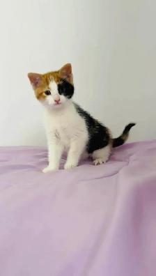 beautiful baby male and female kittens - Photo 7