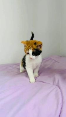 beautiful baby male and female kittens - Photo 8
