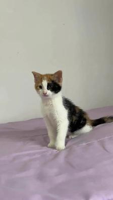 beautiful baby male and female kittens - Photo 9