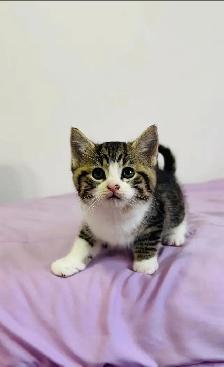 Adorable Tabby and Calico Kittens - Photo 2