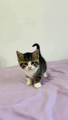beautiful baby kittens for sale - Photo 3