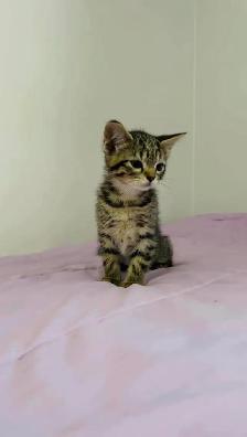 beautiful baby kittens for sale - Photo 5
