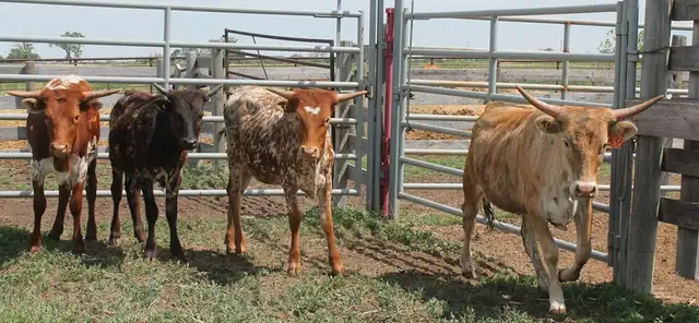 Colorful Yearling Longhorn Heifers - Package of 4