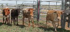 Colorful Yearling Longhorn Heifers - Package of 4