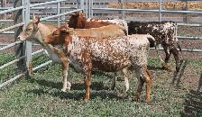 Colorful Yearling Longhorn Heifers - Package of 4 - Photo 2