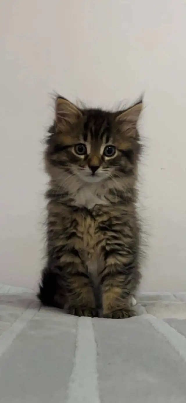 baby Siberian male kitten