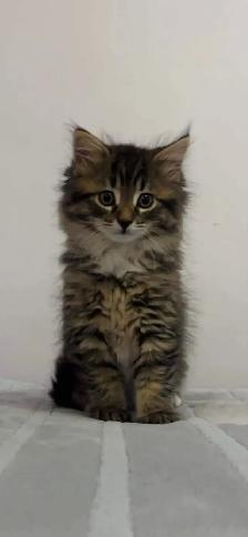baby Siberian male kitten