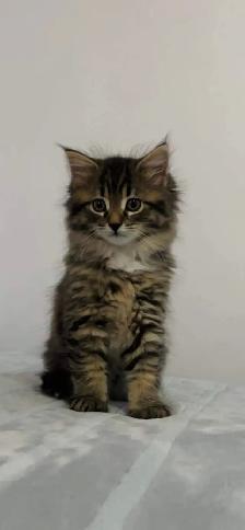 baby Siberian male kitten - Photo 2