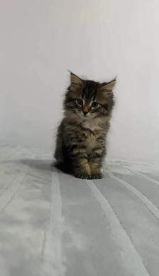 baby Siberian male kitten - Photo 3
