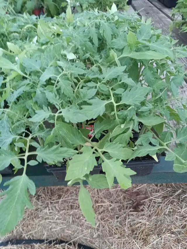 tomato plants