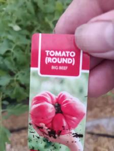 tomato plants - Photo 2