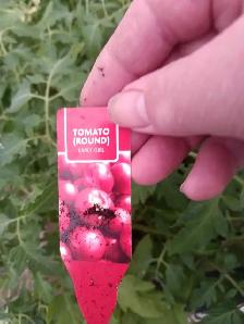tomato plants - Photo 3