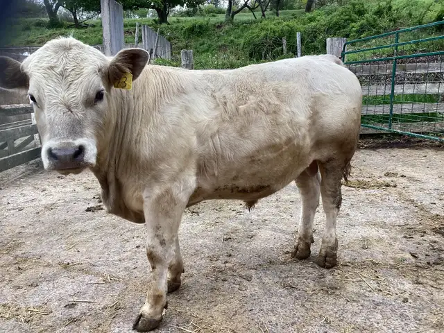 Yearling Bull For Sale