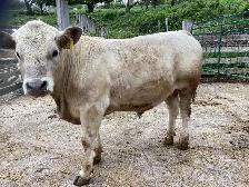 Yearling Bull For Sale