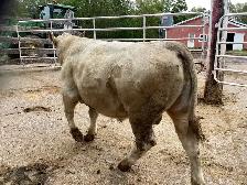 Yearling Bull For Sale - Photo 2