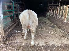 Yearling Bull For Sale - Photo 3