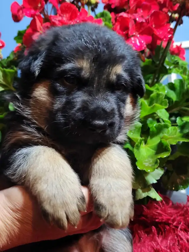 German Shepherds